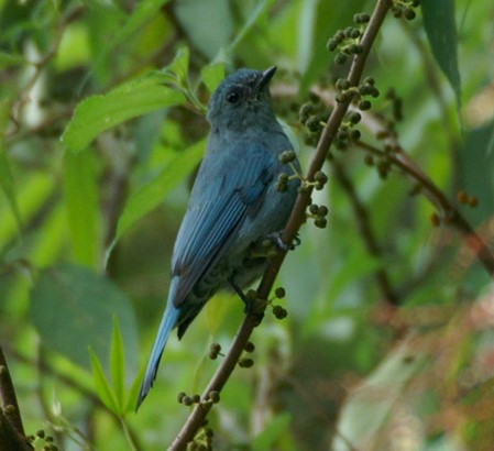 Bird Watching Tour