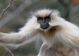 Royal Manas National Park Tour