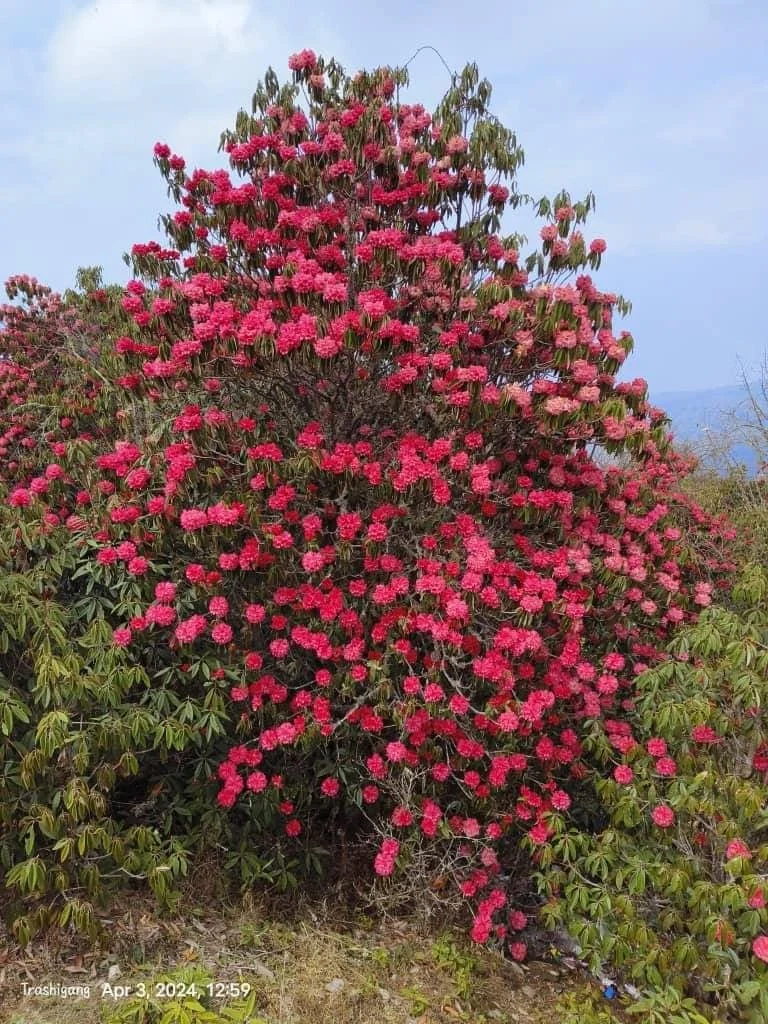 Rhododendron Flower Week